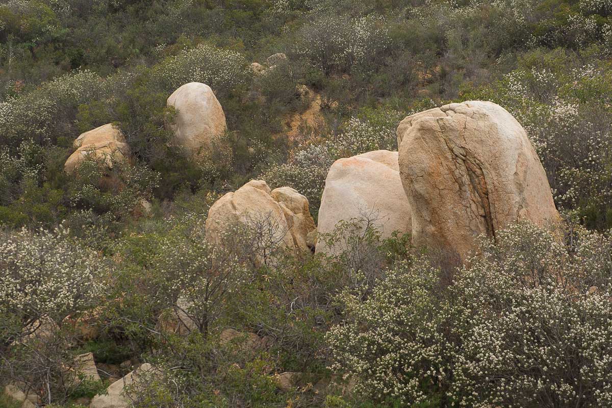 Scrub Oaks & Old Stones 