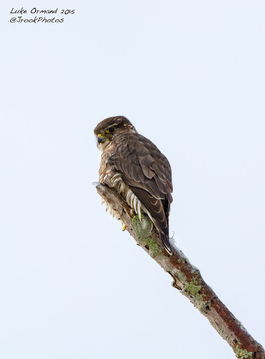 Merlin