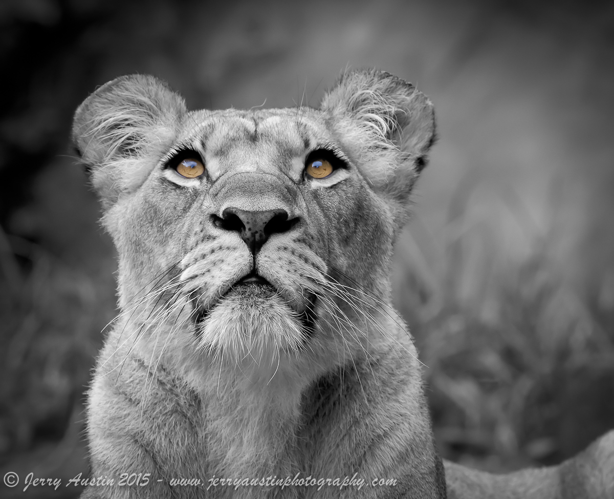 Amber Eyes