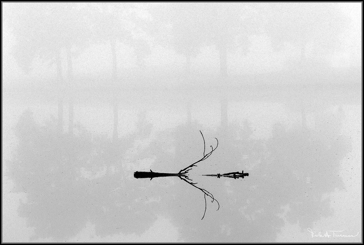 Foggy Morning