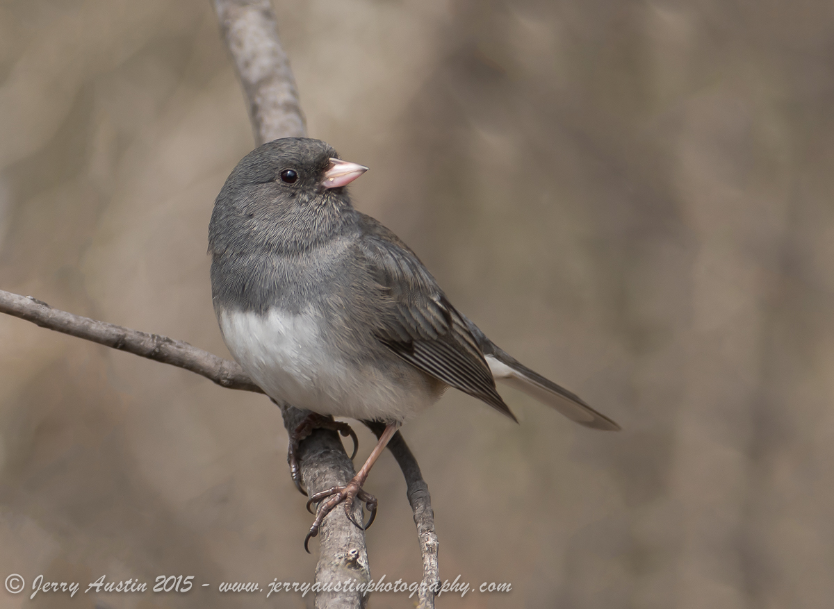 Dark-Eyed Junco II