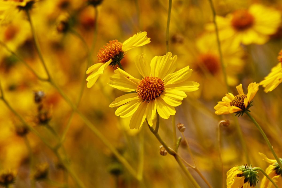 Brittle Bush