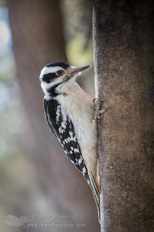 Hairy Woodpecker