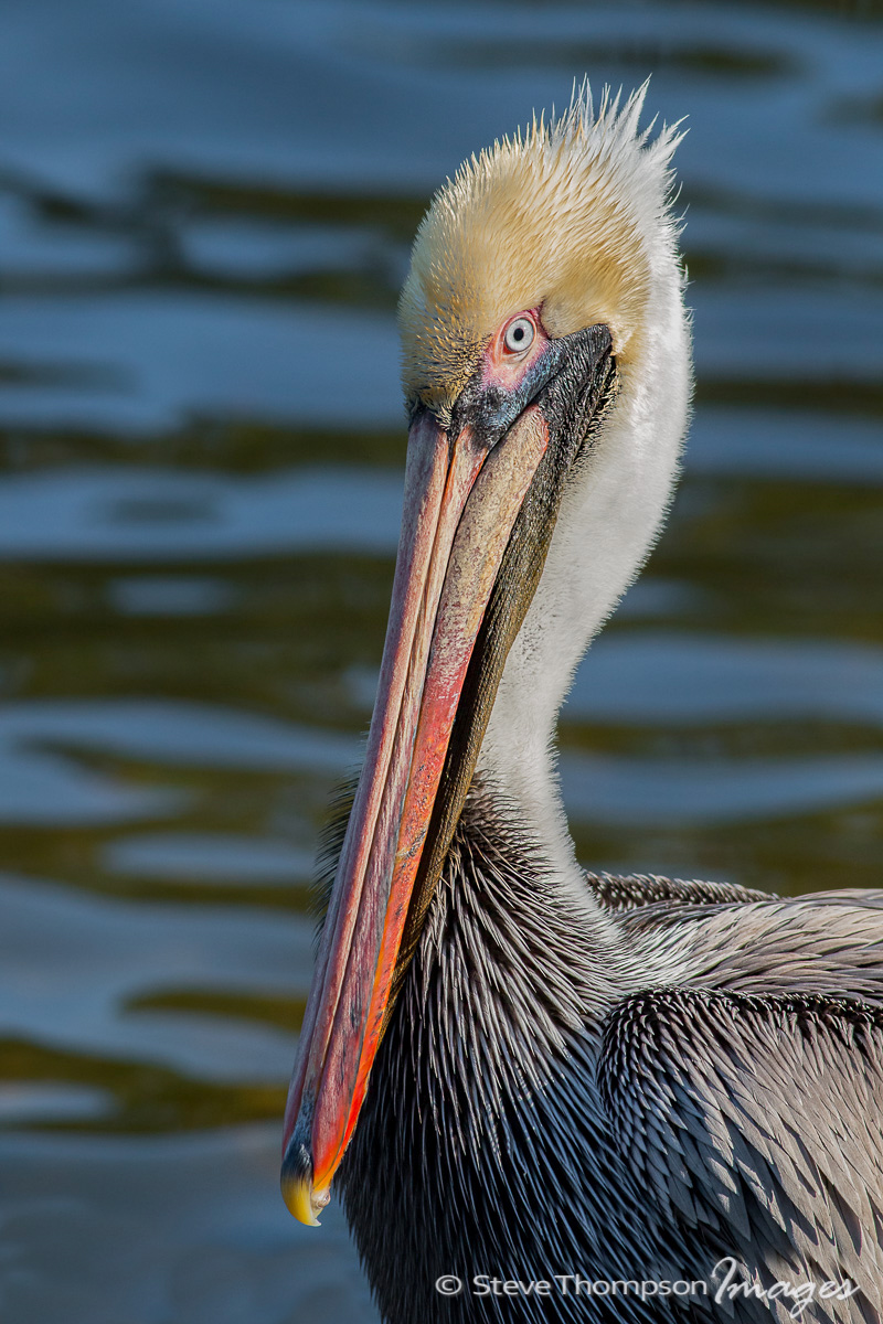 Brown Pelican Portrait