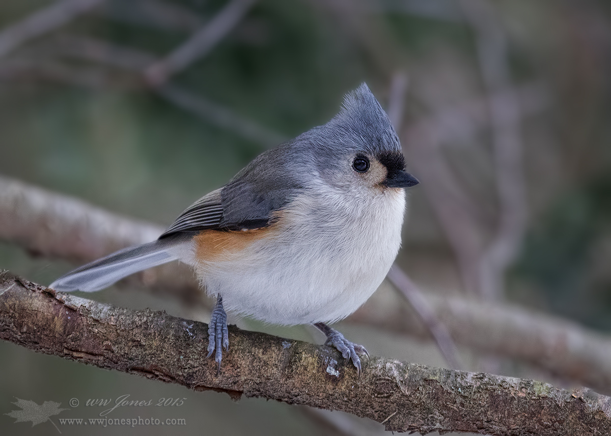 Tufted Titmouse