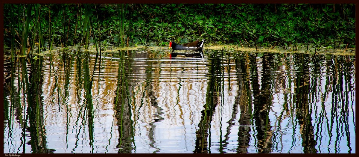 Ripples and Reflections