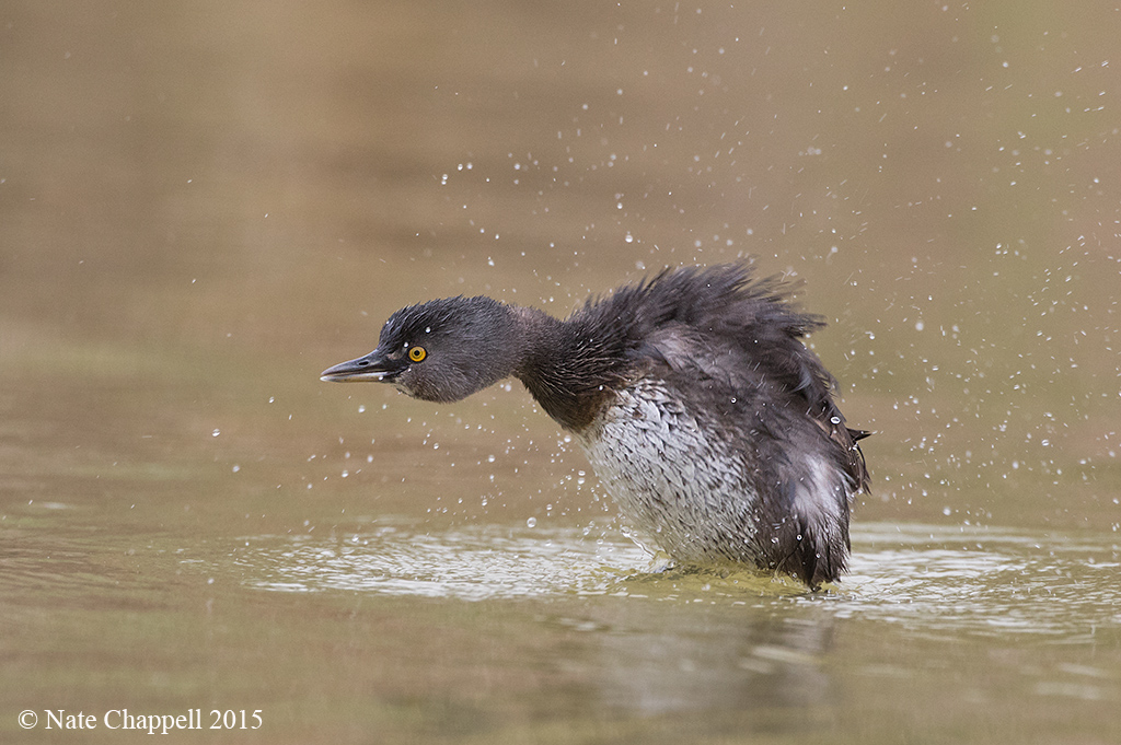 Least Grebe Shaking 