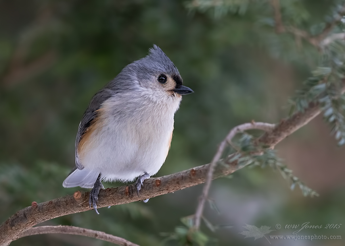 Another Tufted Titmouse