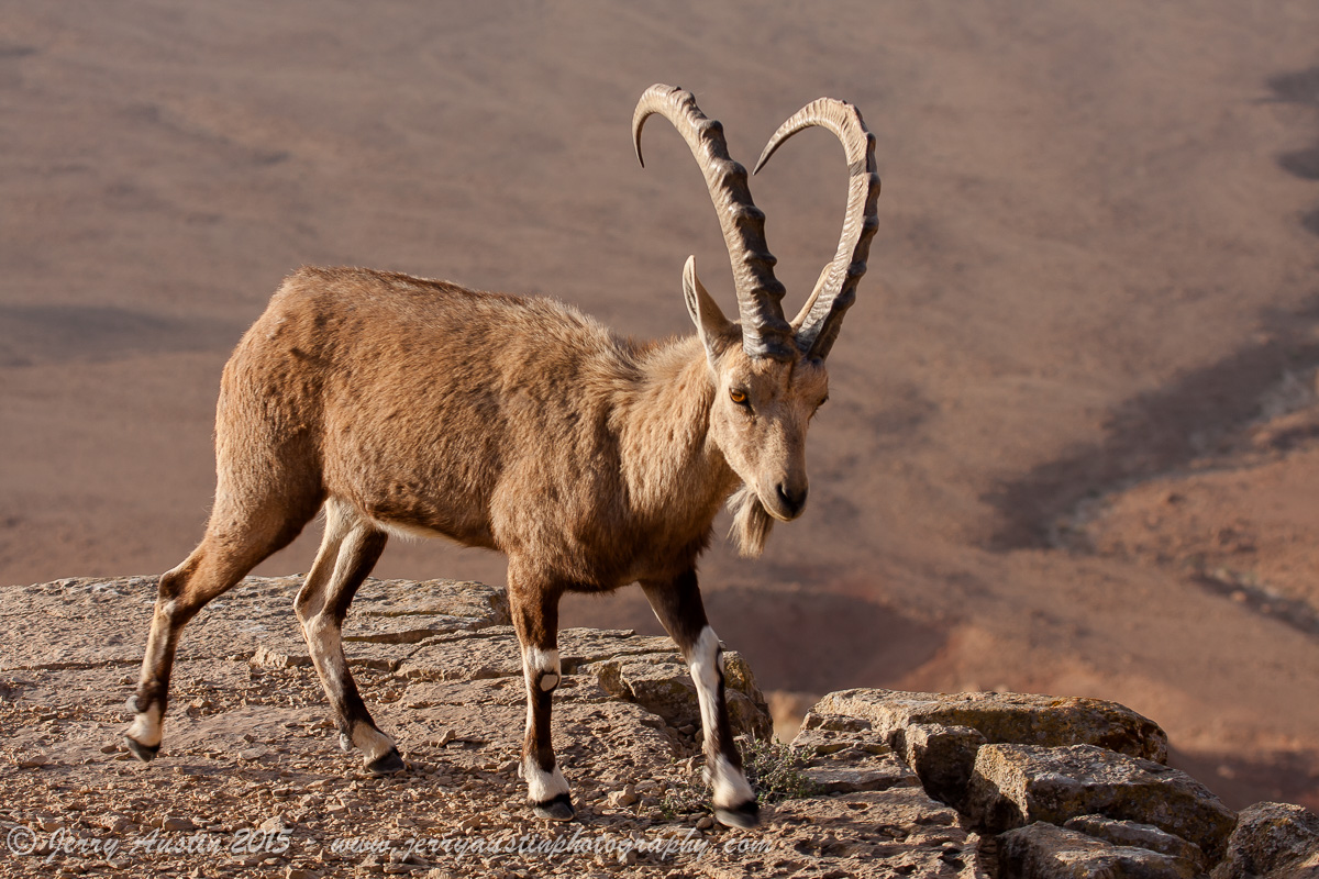 Ramon Crater Ibex