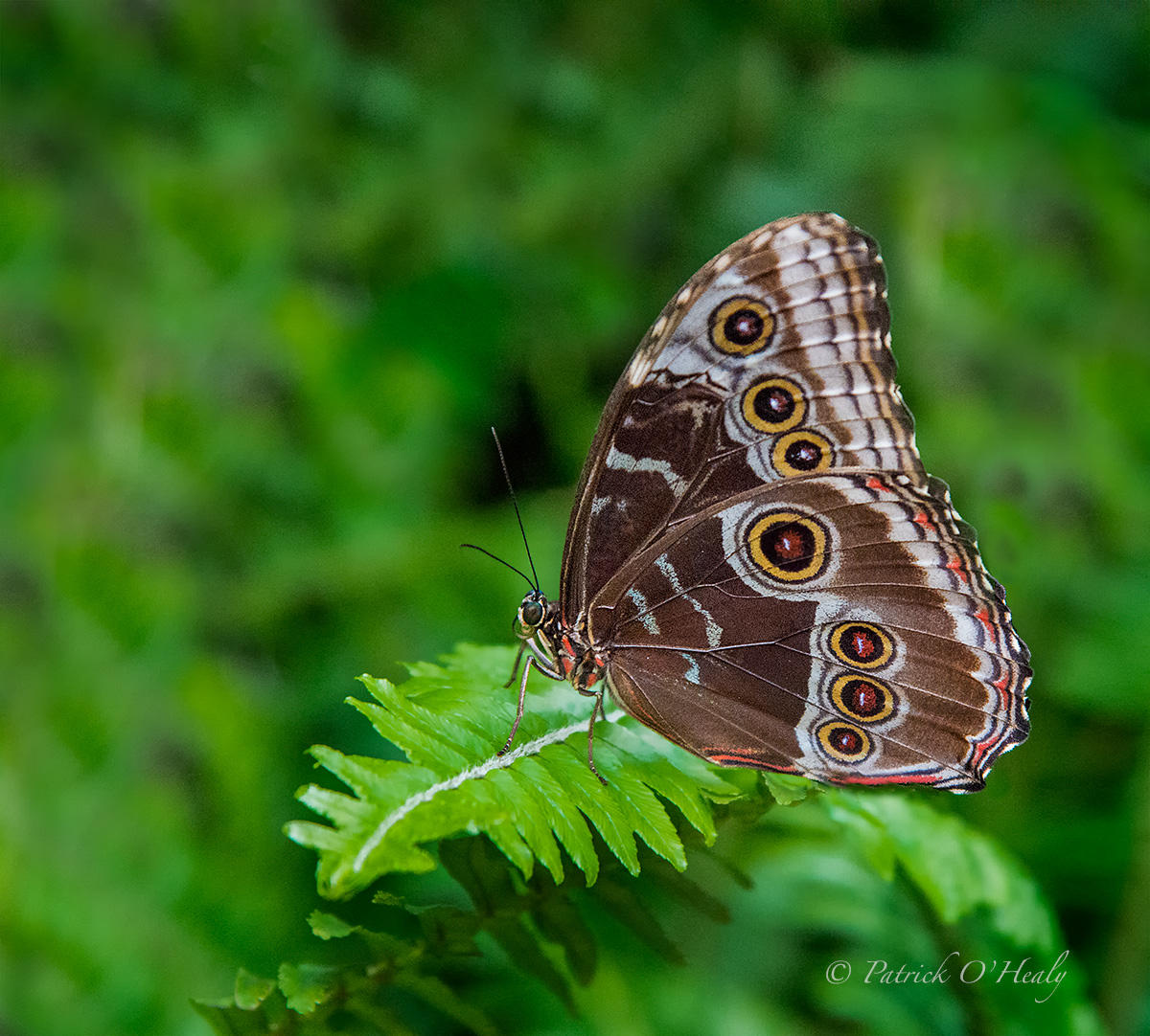 Common Blue Morph 