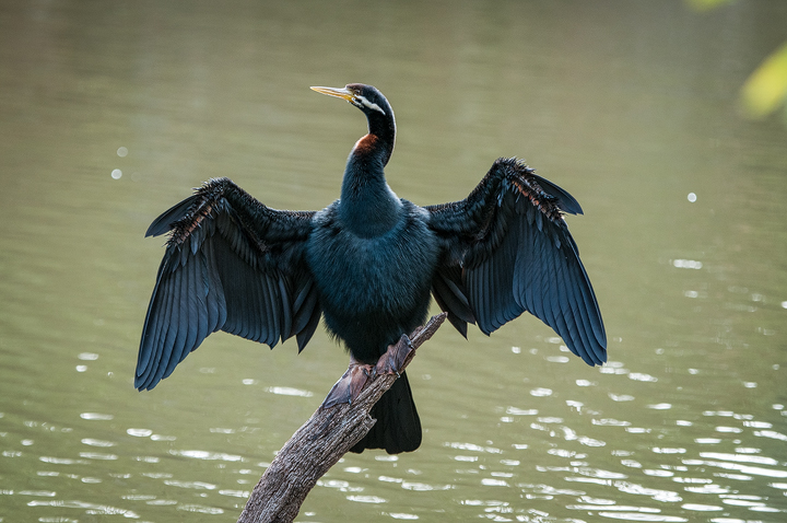 Darter