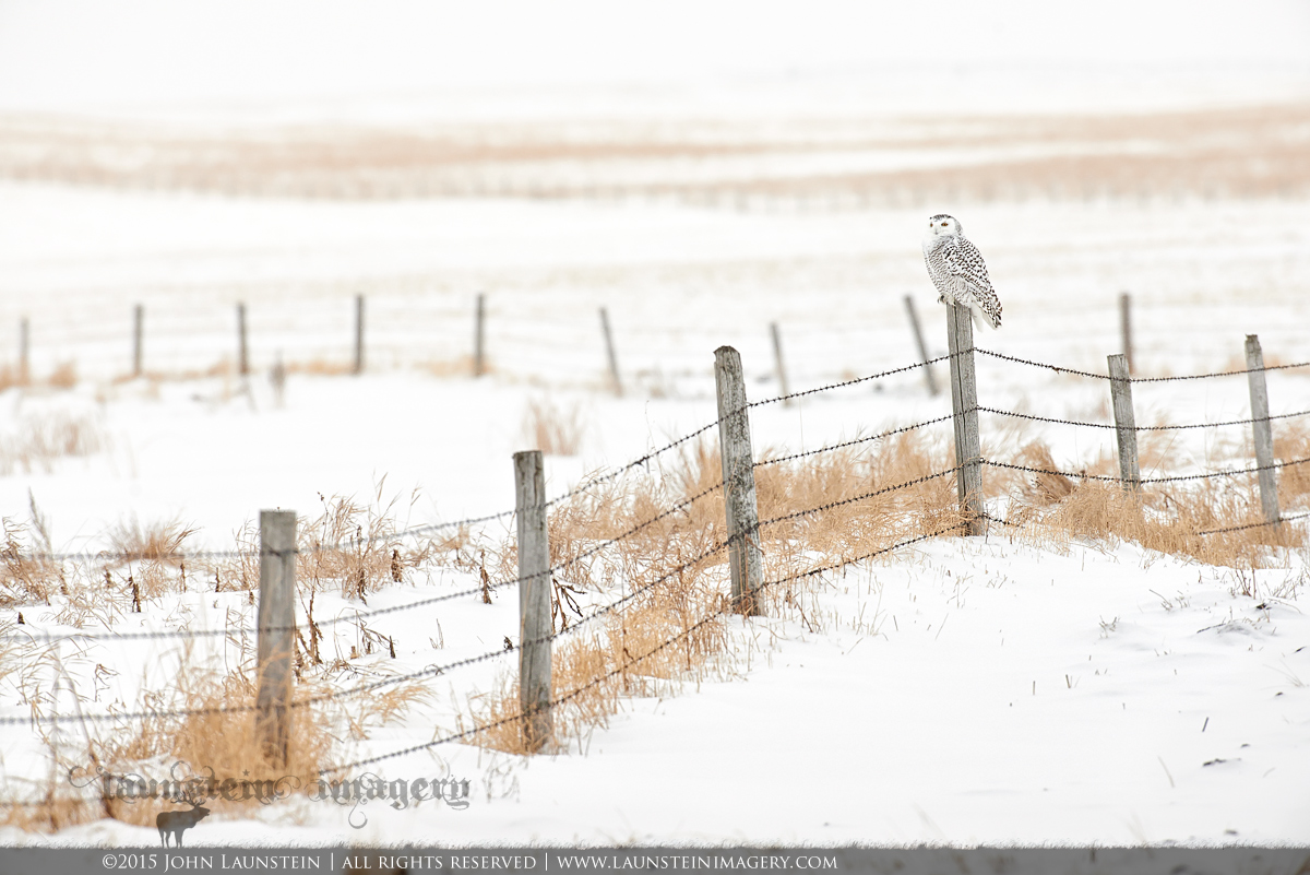 Prairie Snowy
