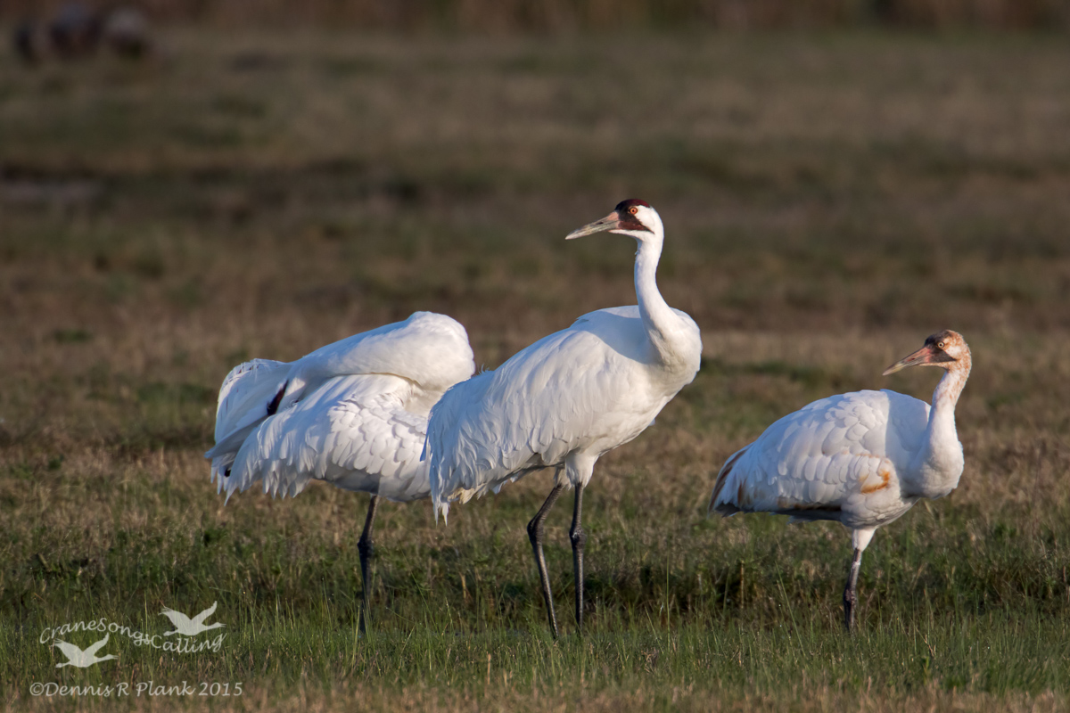 Whooping Crane Family