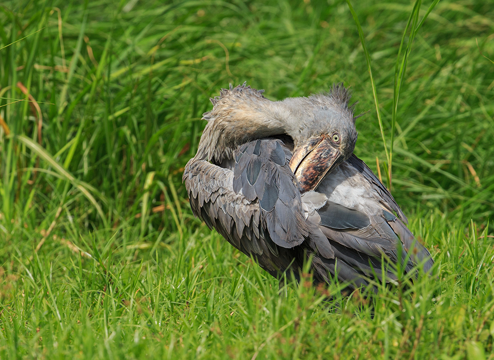 Preening