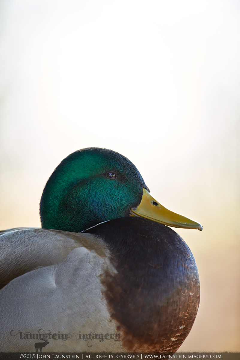 Mallard Portrait + RP