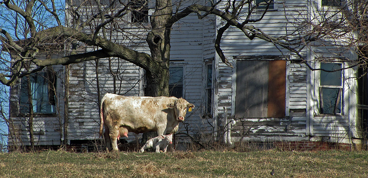 Cow, calf and old house +repost
