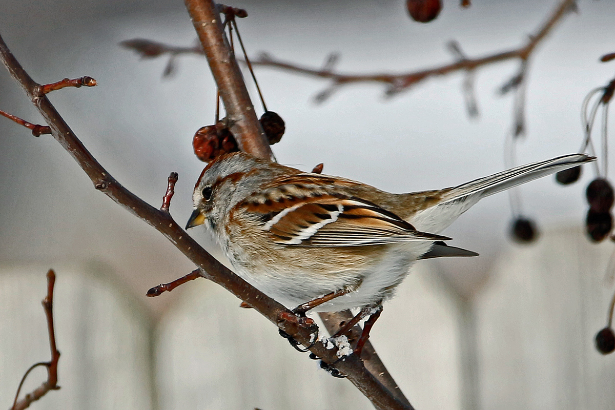 American tree sparrow
