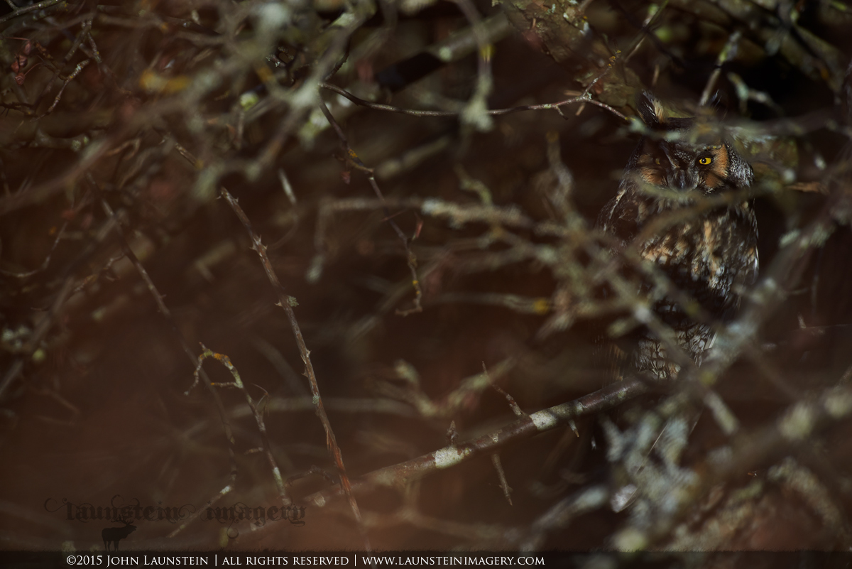 Hidden (Long-Eared Owl)