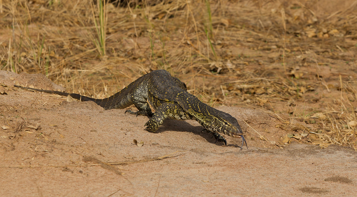 Nile Monitor Lizzard