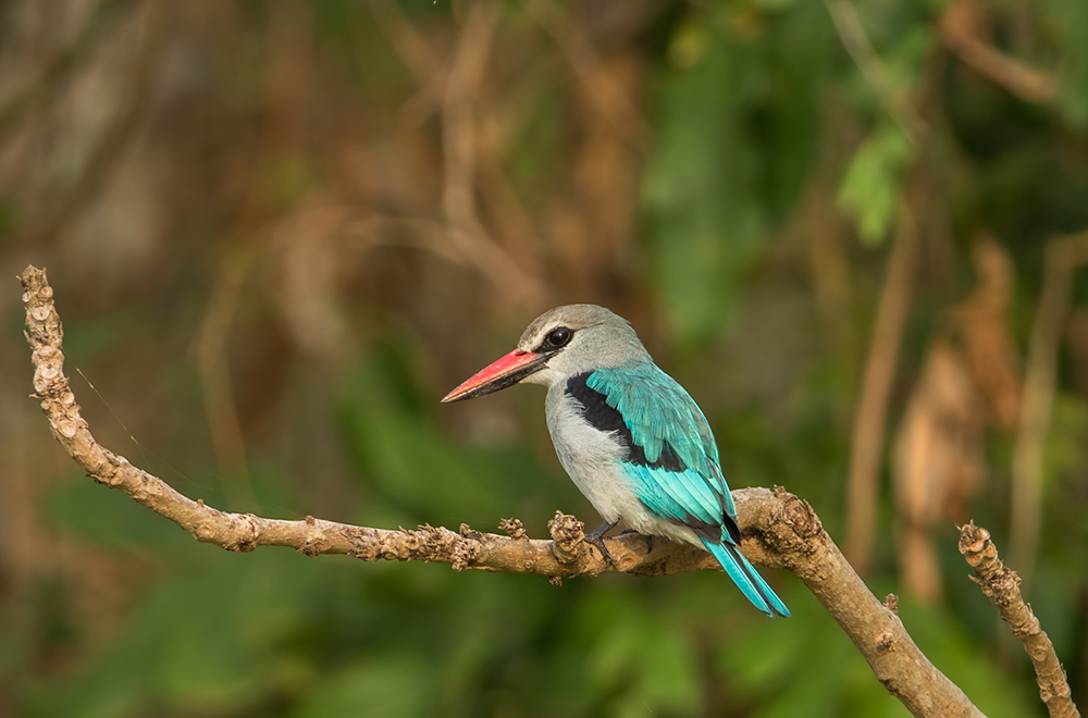 Grey Headed Kingfisher