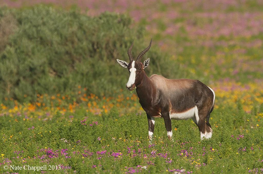 Bontebok in the Flowers