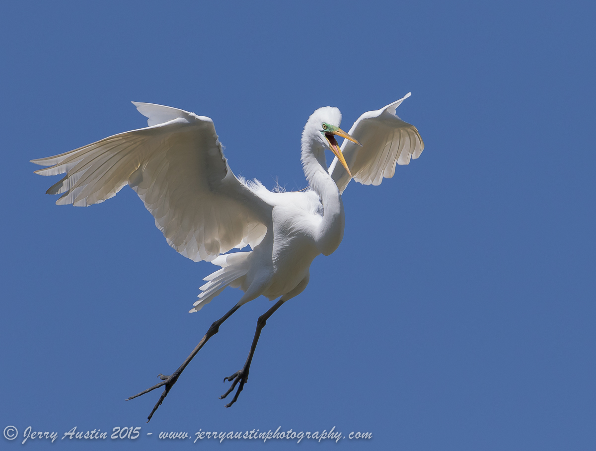 Wild Egret