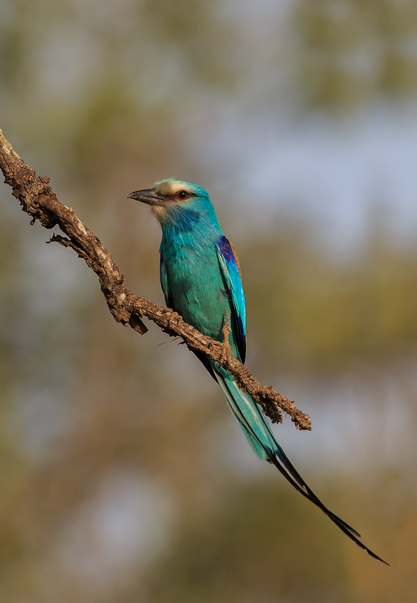Abyssinian Roller