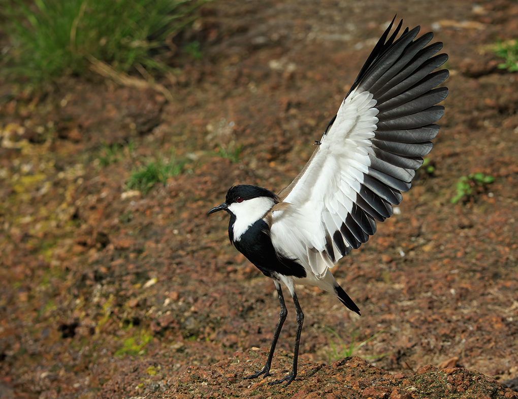 Spur Winged Plover