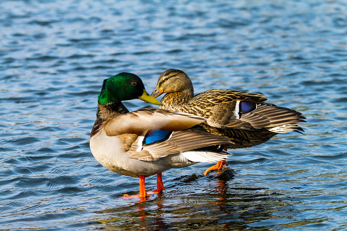 Mallards