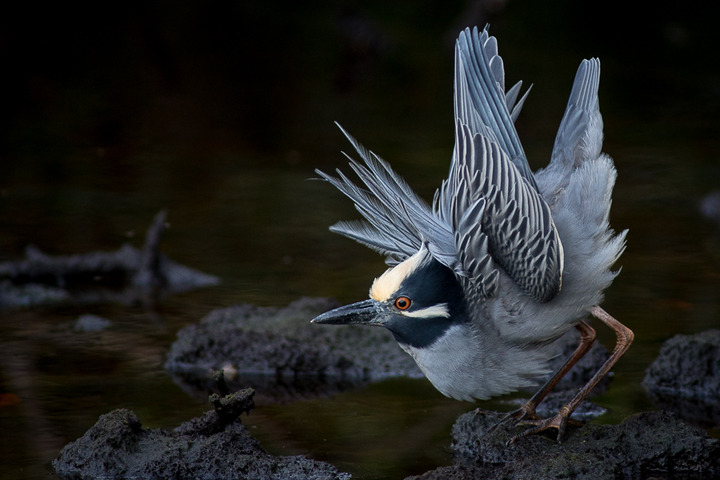 Night Heron