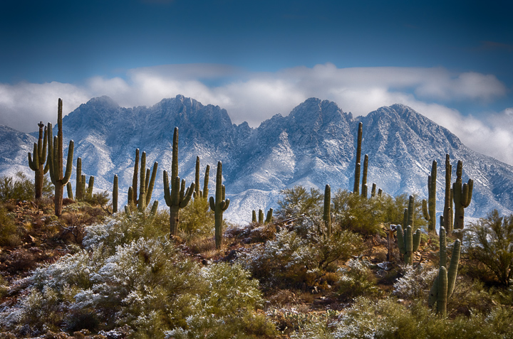 Saguaros over Four Peaks