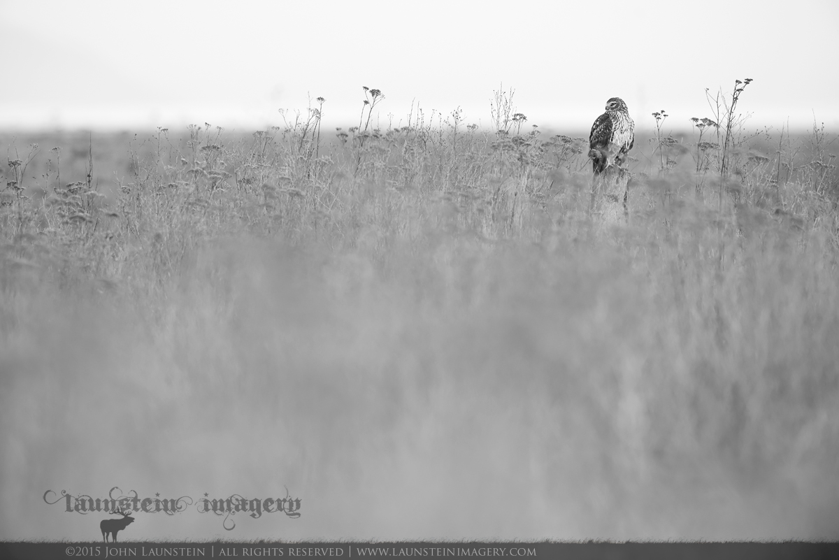 Harrier in Grey