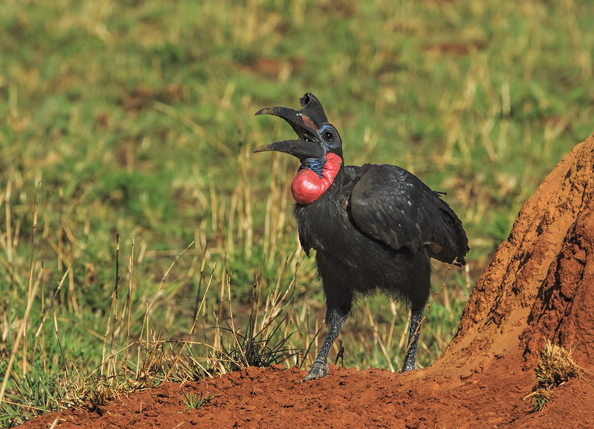 Ground Hornbill