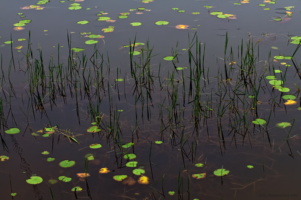 Lilly Scatter