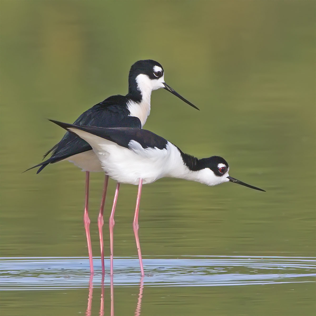 Pre-,Mating Stilt