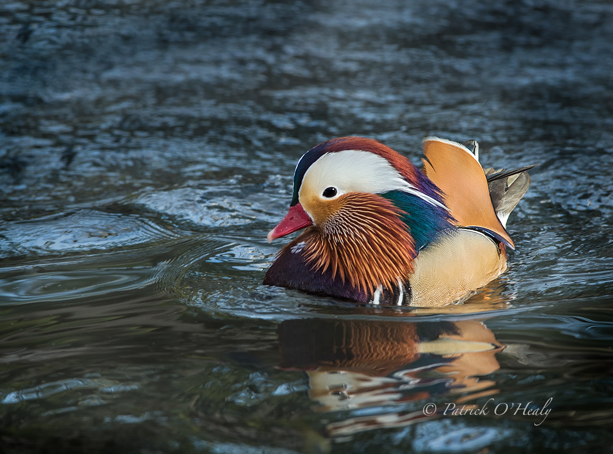 Male Mandarin Duck