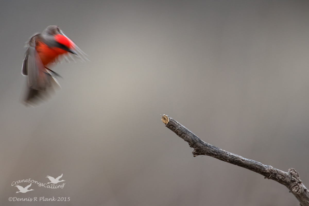 Vermilion Flycatcher