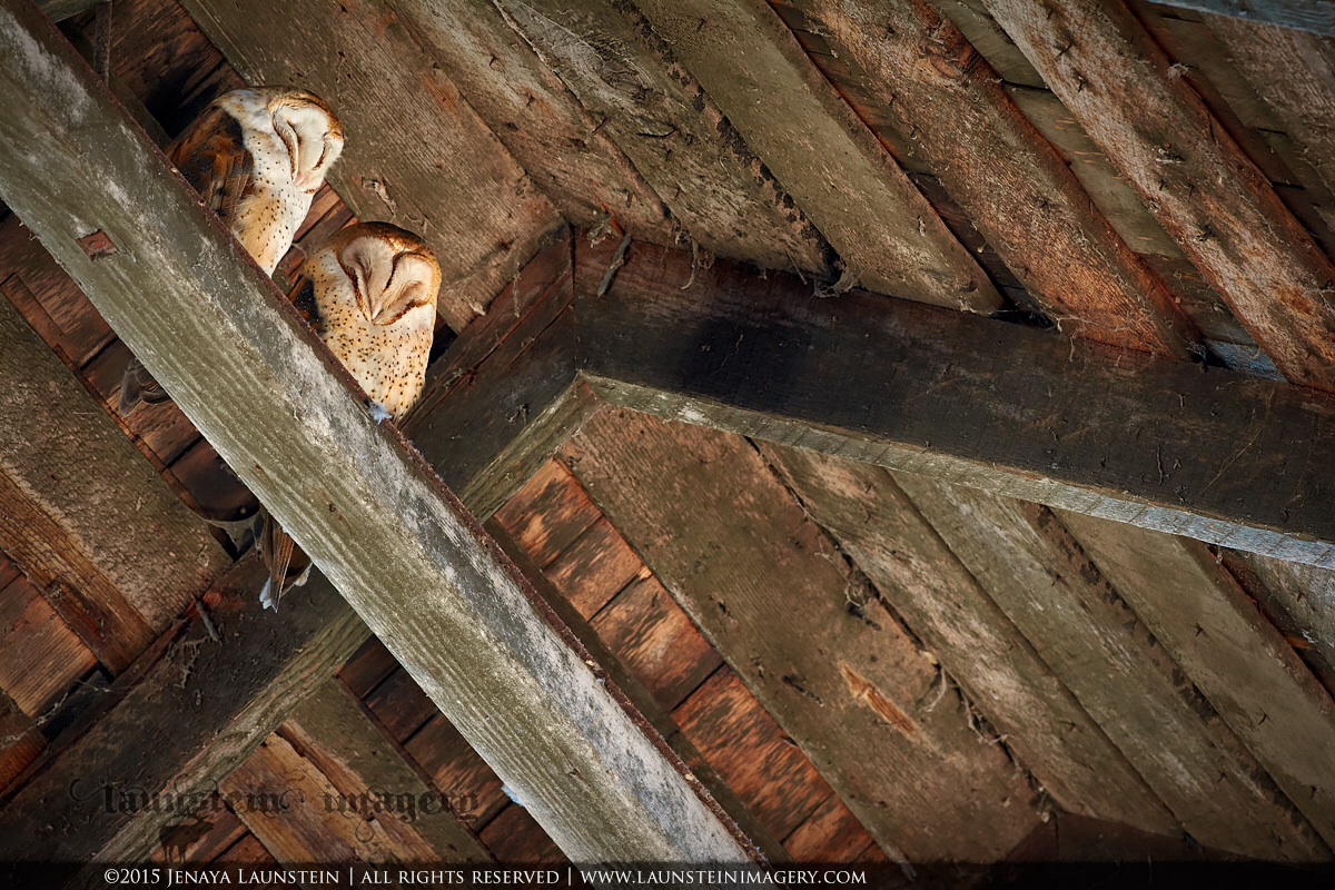 Barn Owls