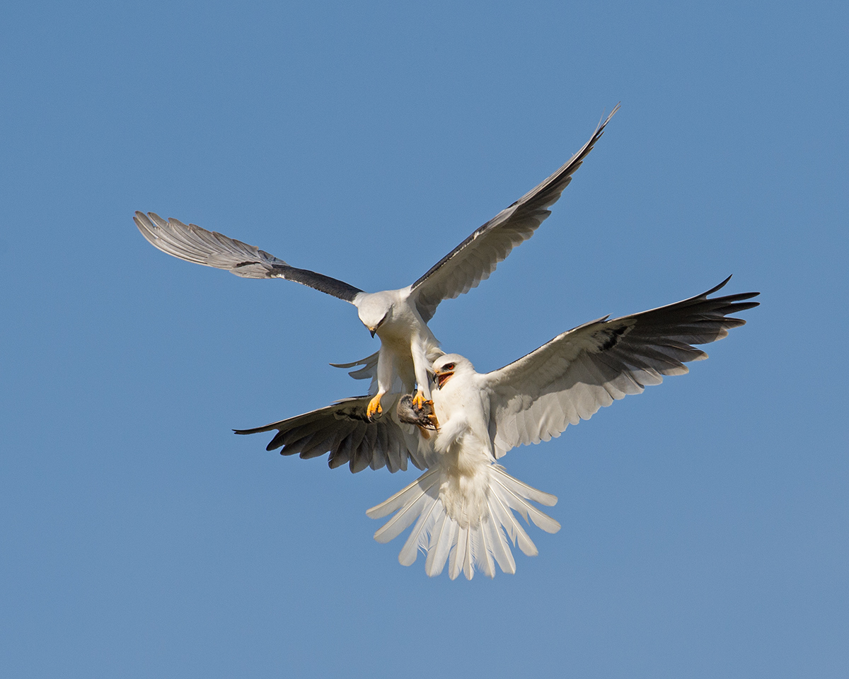 White-tailed Kites