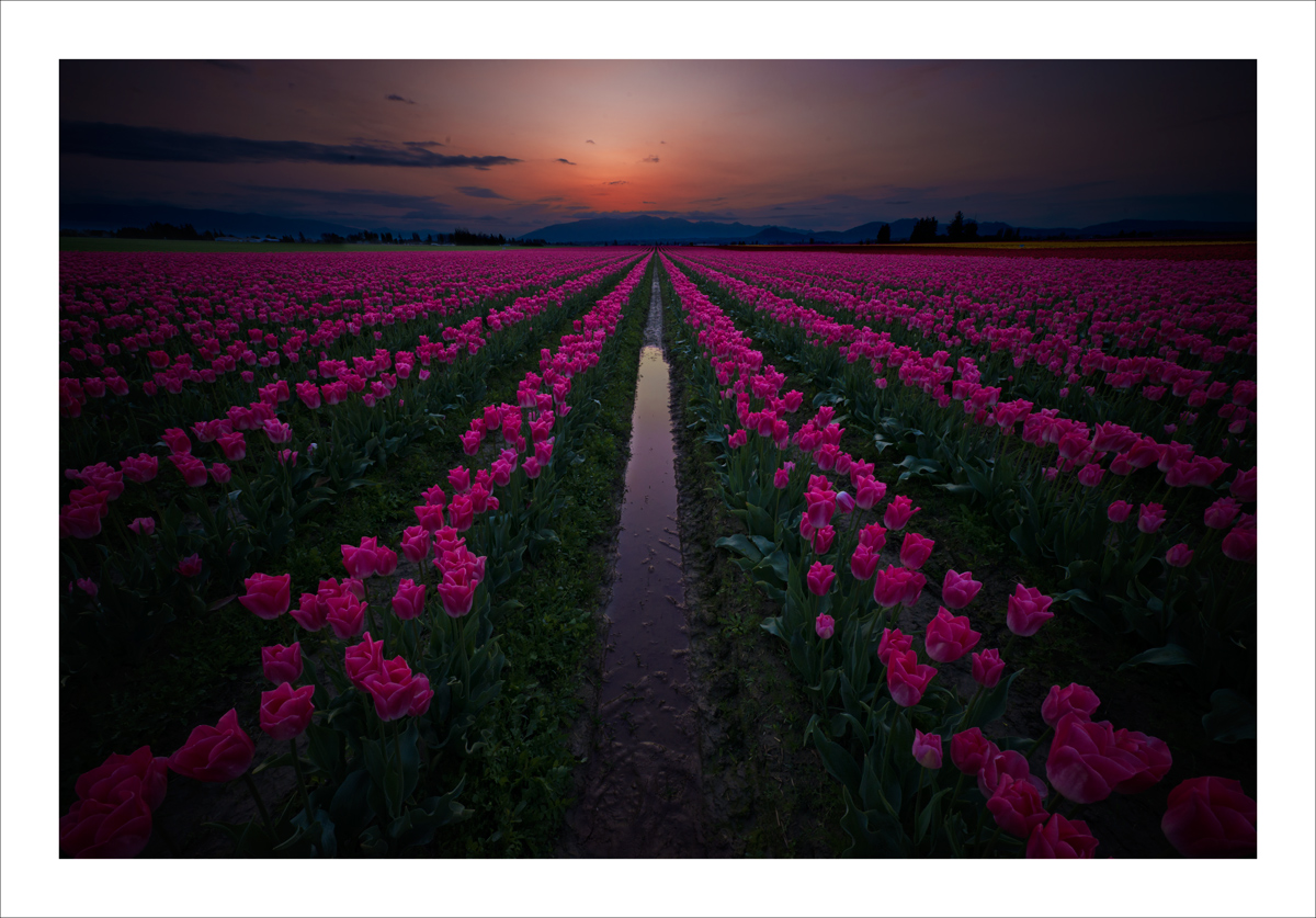 Tulips