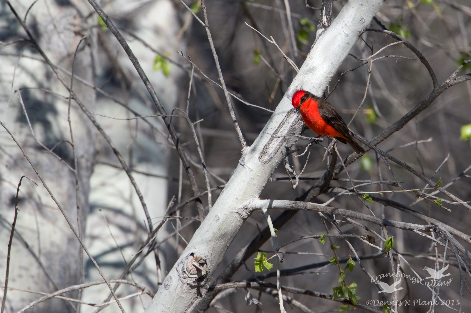 Vermilion Flycatcher