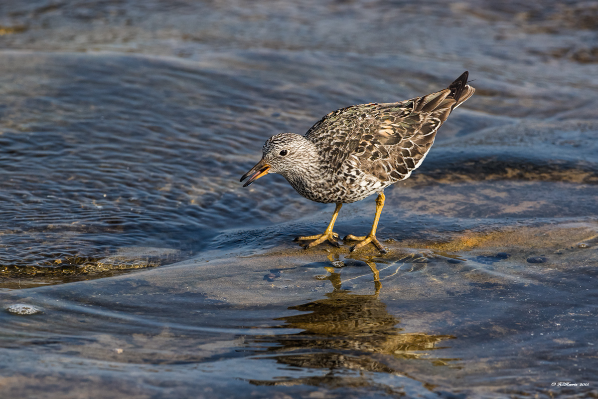 Wandering Tattler?
