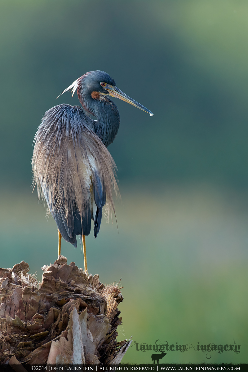 Tricolored Portrait