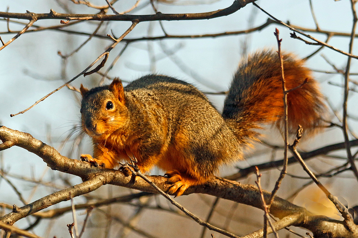 Tree climber