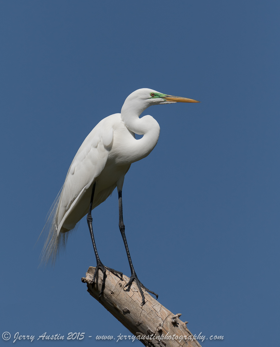 Handsome Egret