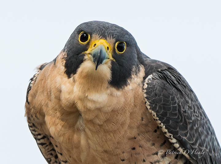 Peregrine Falcon