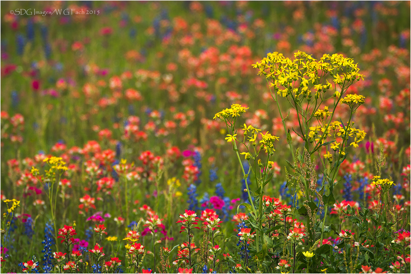 Texas Tapestry