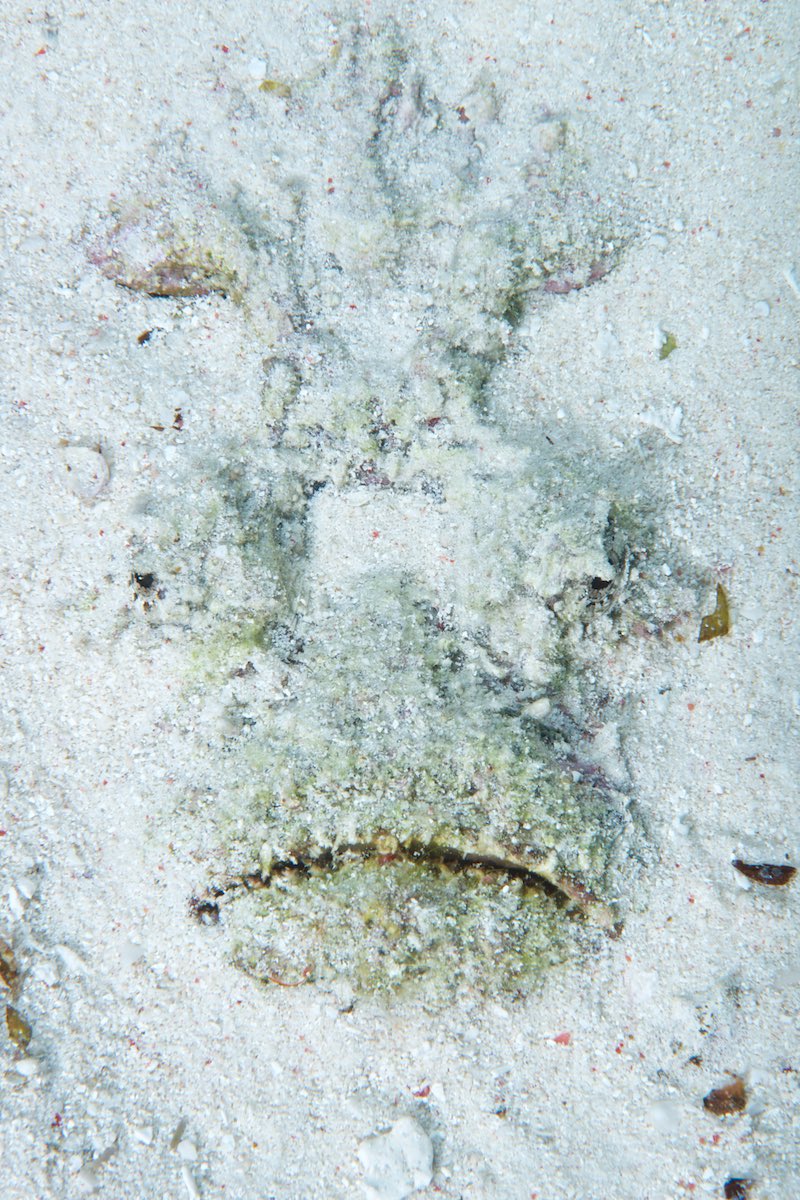 Buried Stonefish