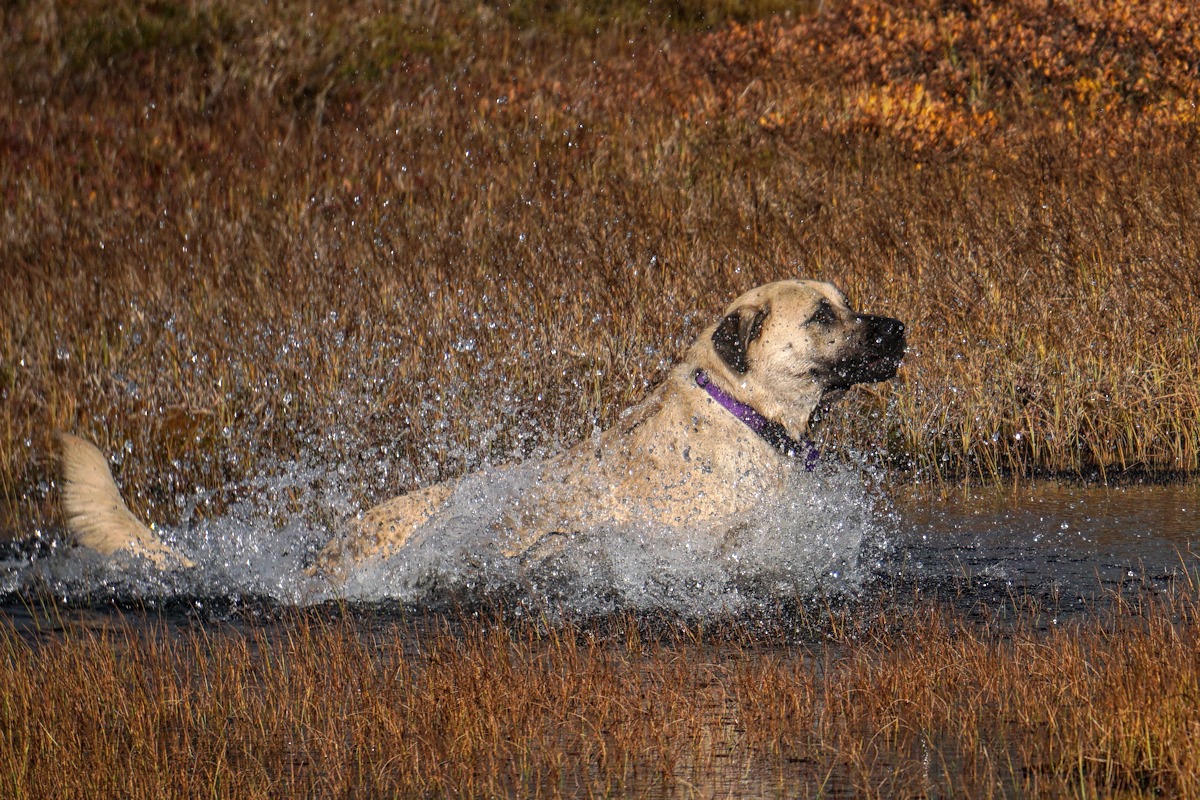 679 - Splash