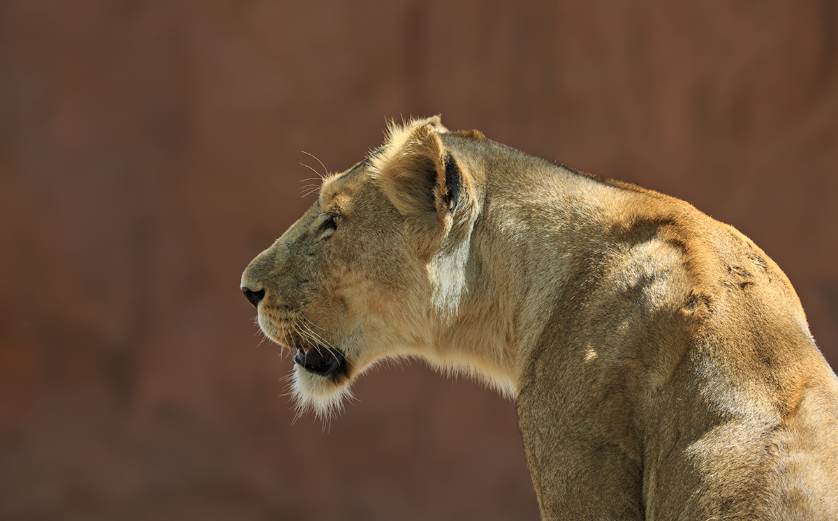 Lioness